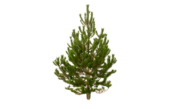 LODGEPOLE PINE