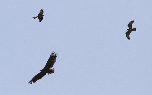 Eagle flying with Red Kite and Buzzard