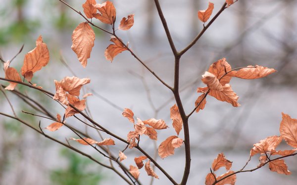Autumn leaves on a branch