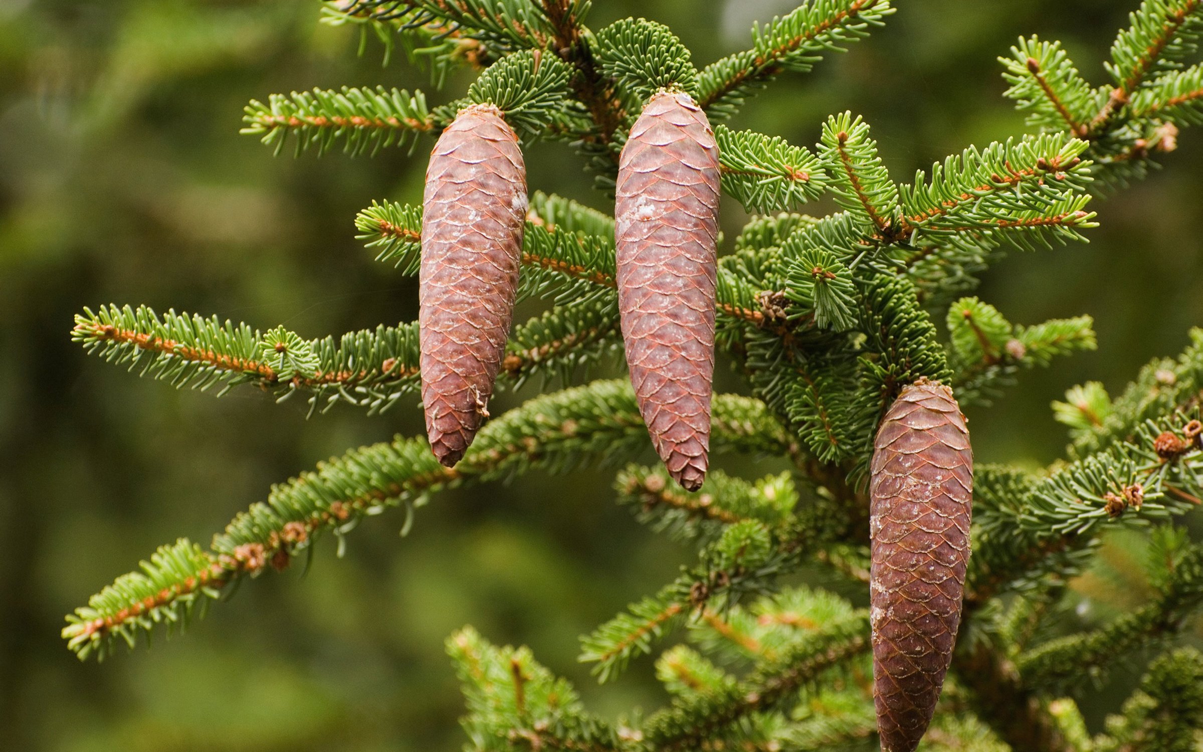 How Norway Spruce Can Help Future Forests Forestry England