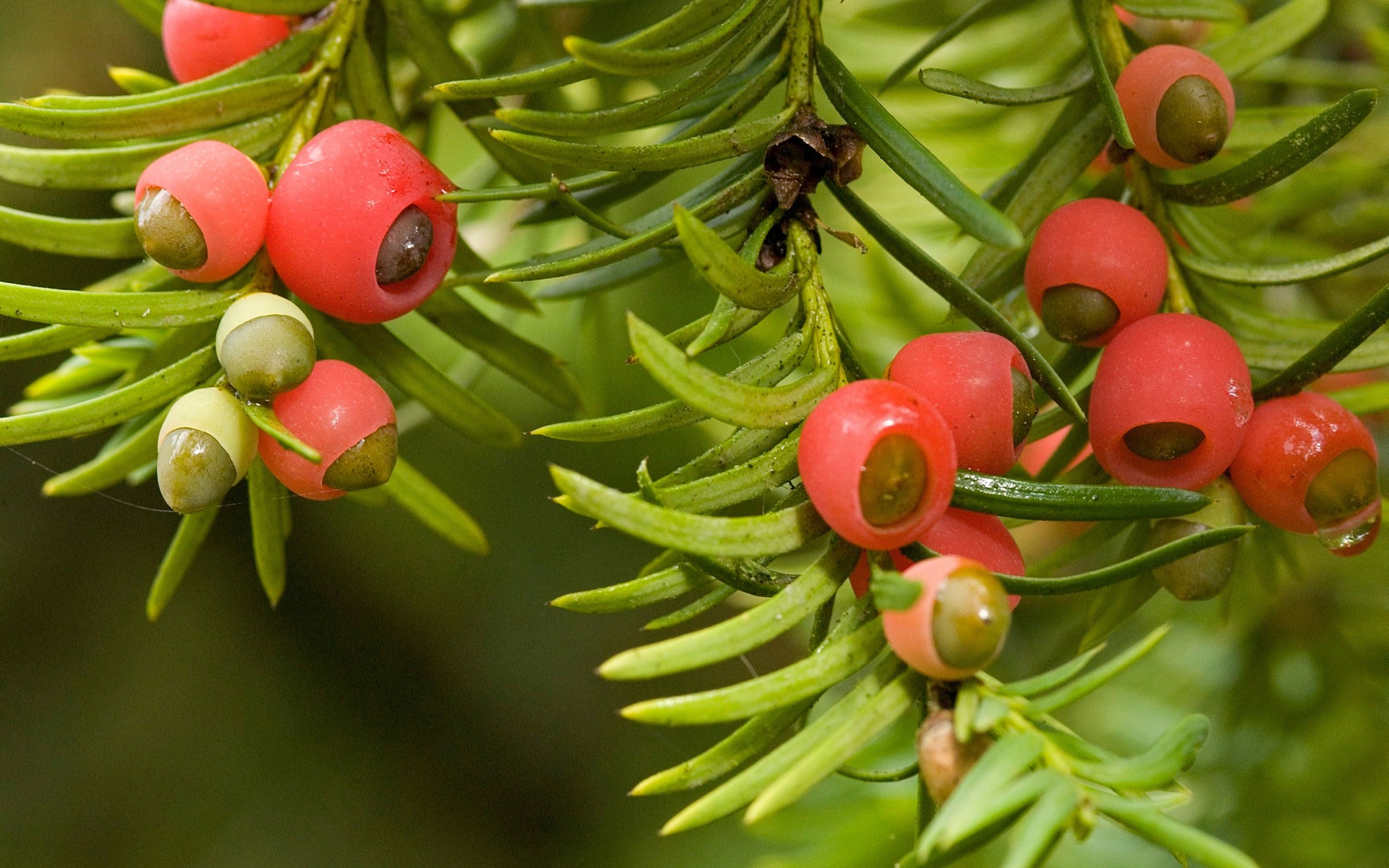 Yew Tree Berries