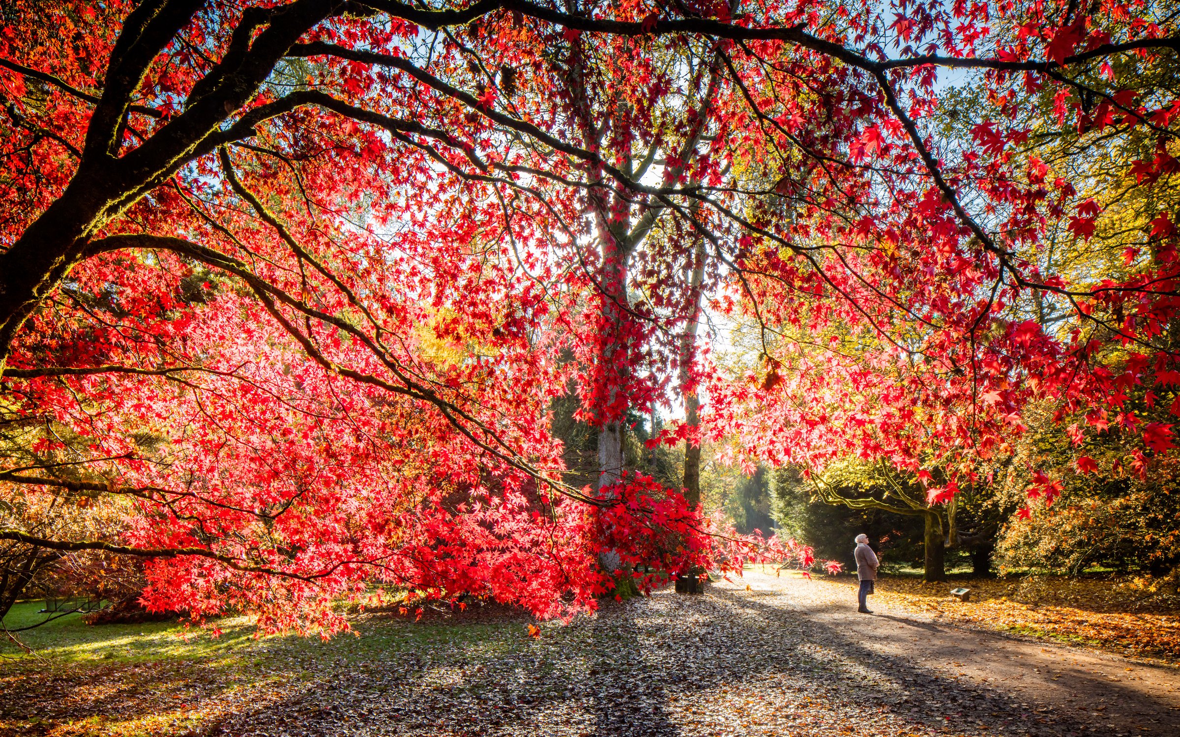 It's going to be a spectacular autumn! Head to the woods to enjoy the show  | Forestry England