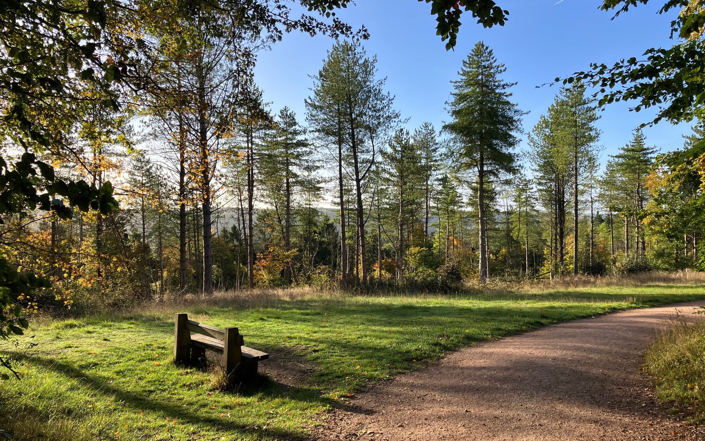 Wendover Woods | Forestry England