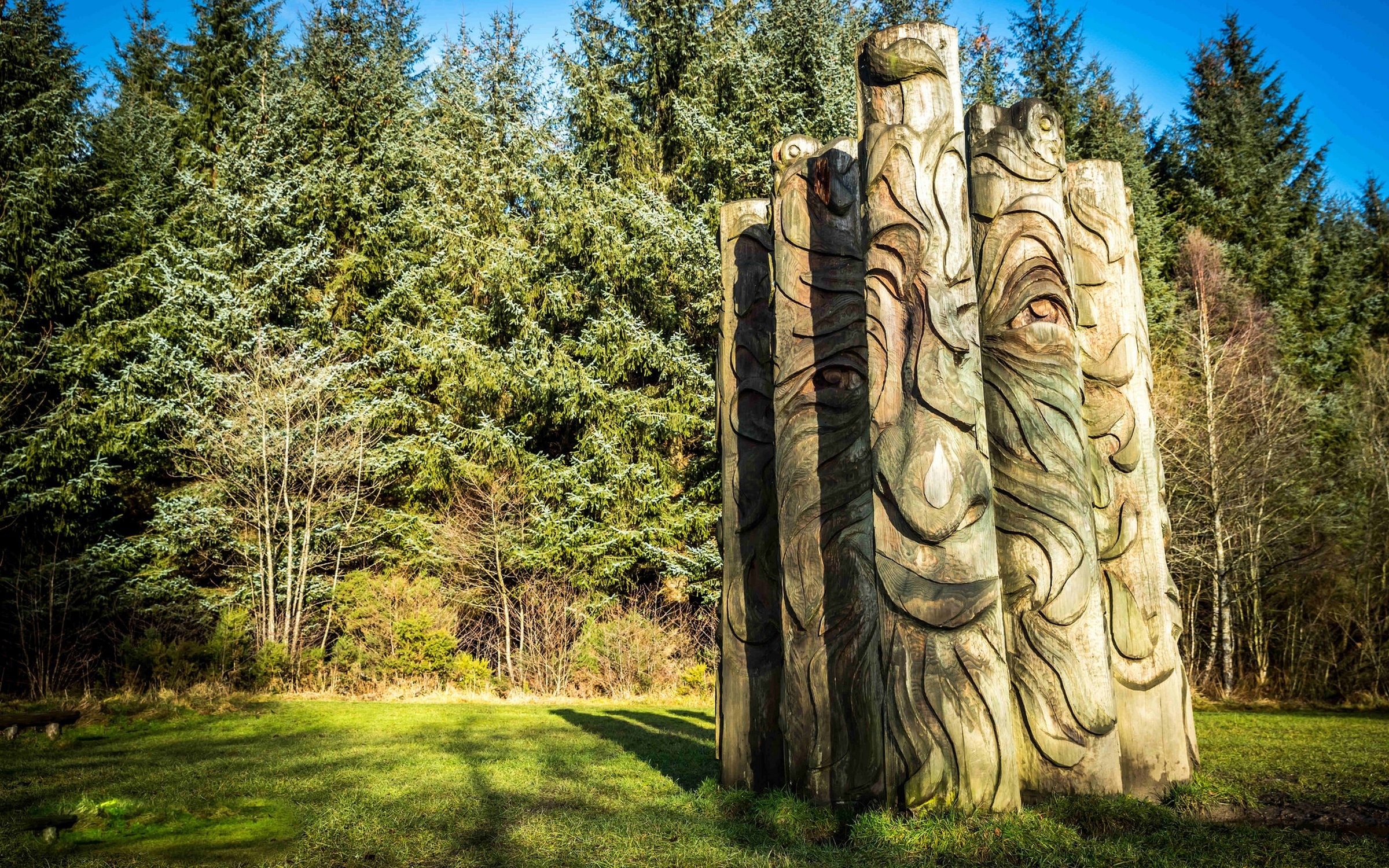 Picture of Hamsterley Forest