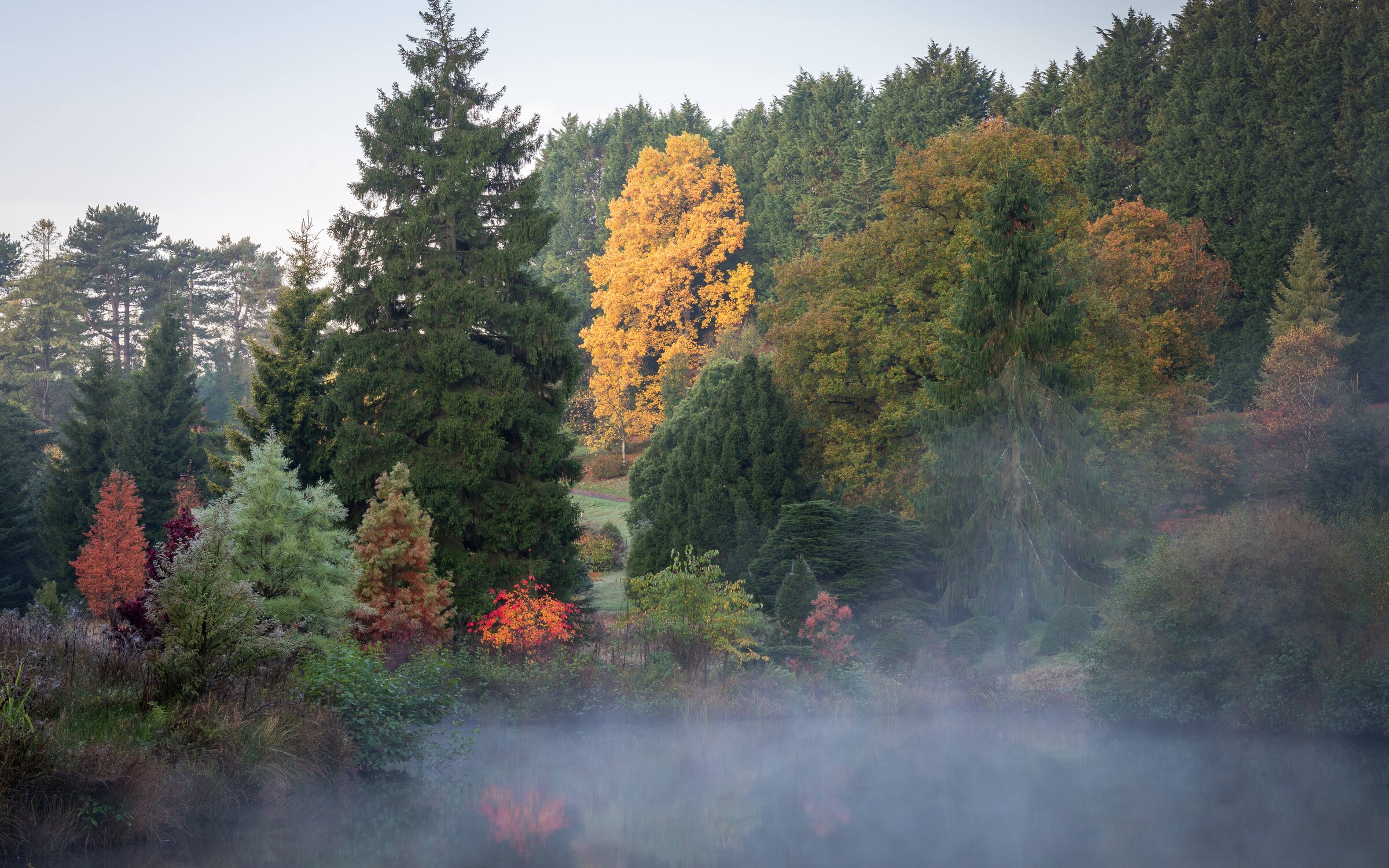 Waldlandschaft im Bedgebury National Pinetum