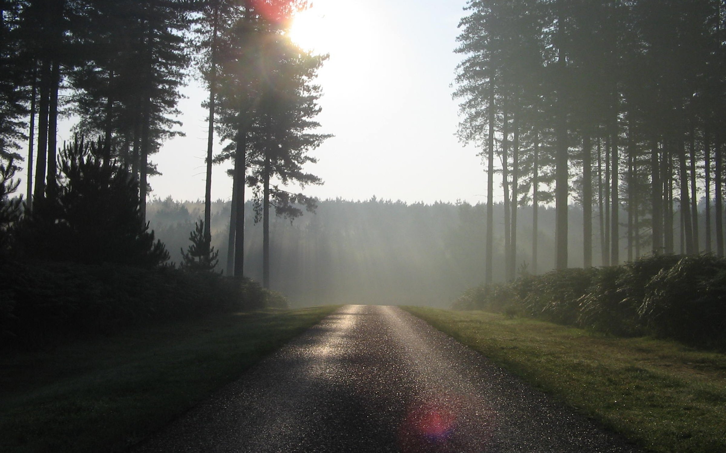 Thetford Forest  Forestry England