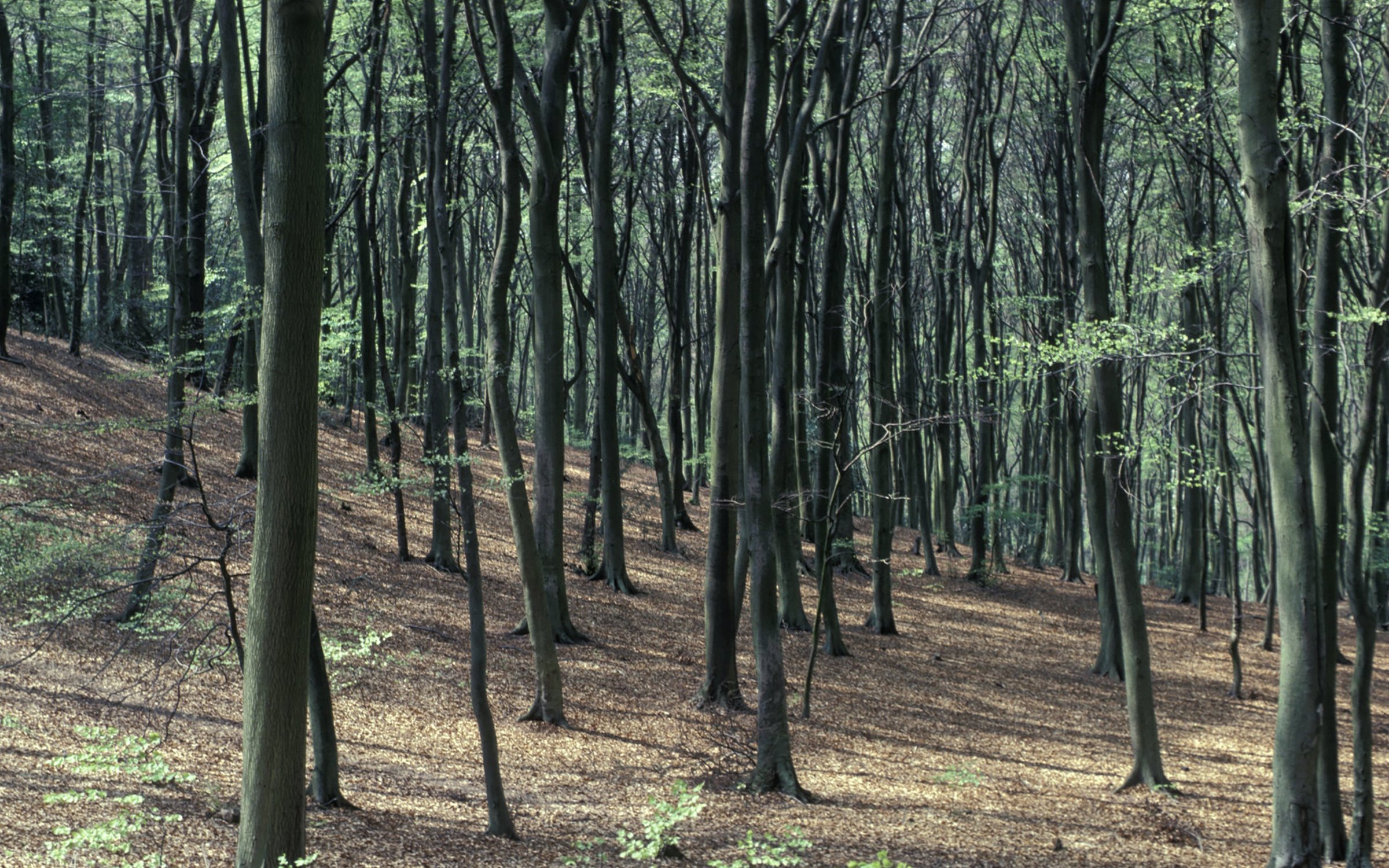 Dalton Crags Forest Forestry England