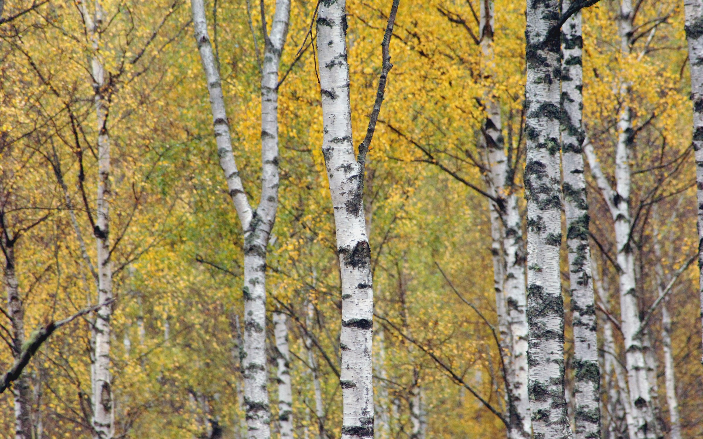 Silver birch  Forestry England