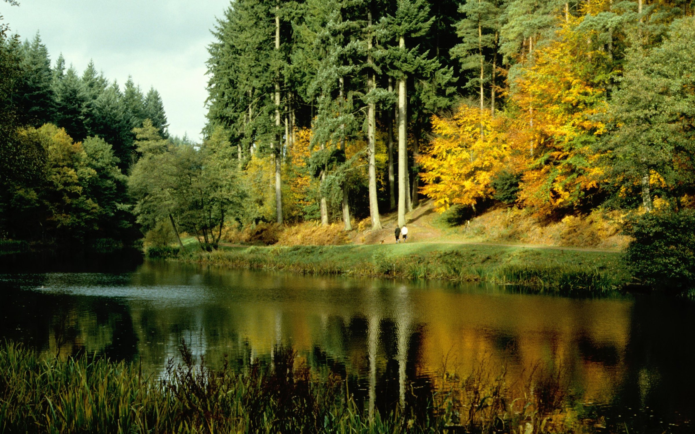 Soudley Ponds | Forestry England