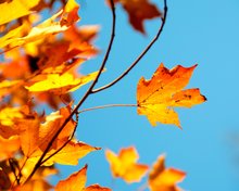 Autumn leaves autumn leaves