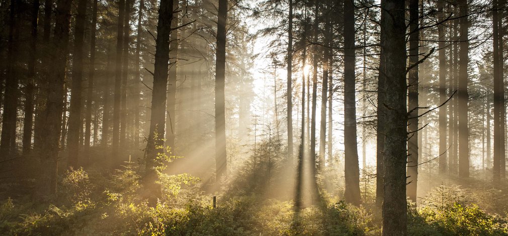 Sun through the trees