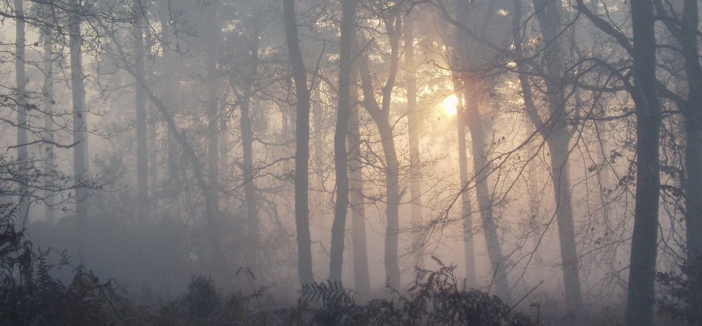 Sunrise in a conifer forest