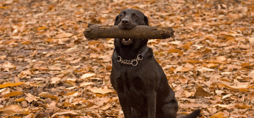 Dog with stick in his mouth, happy on a walk