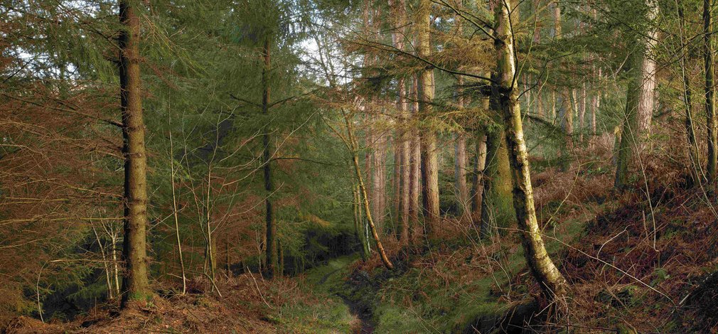 Dalby Woodland Generic Path through the trees in a conifer woodland