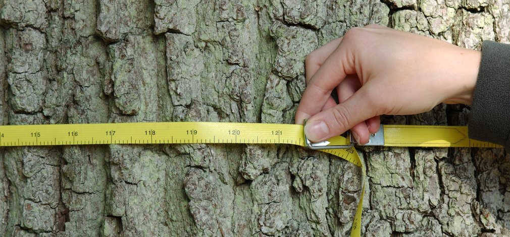 Measuring a tree Measuring a tree