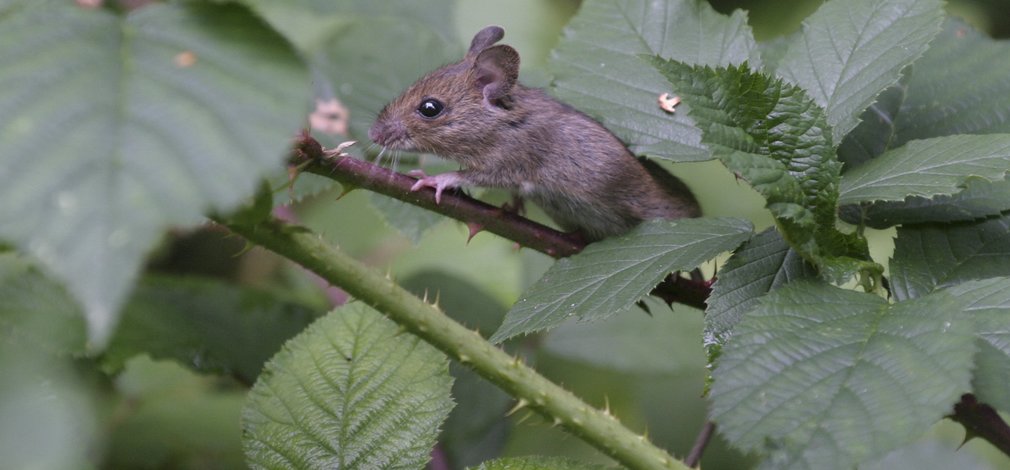 Mouse