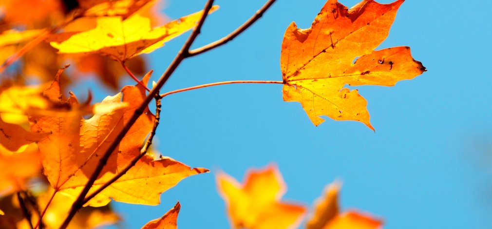 autumn leaves