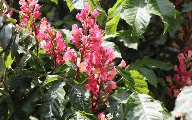 pink flowers against green leaves