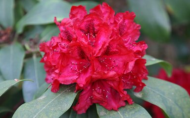 red flower cluster against long green leaves