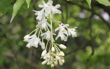 white flower cluster with green leaf background