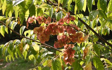 pale brown disc shaped fruits on green leafed branches 