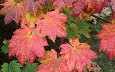 orange and yellow acer leaves in close up