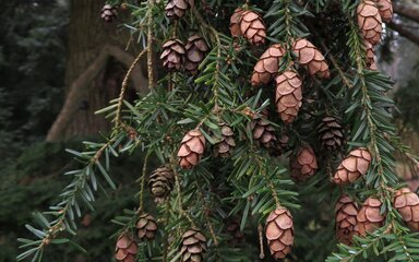 cluster of pale cones hanging among mid green leaves