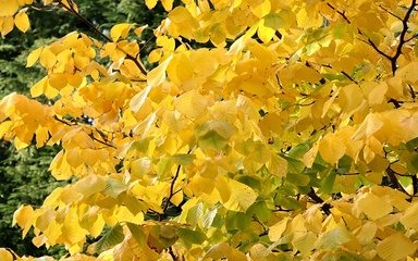 profusion of yellow leaves in sunlight