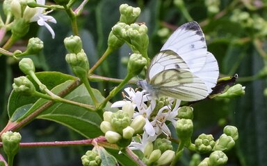 clusters of small  white flowers with visiting white butterfly 