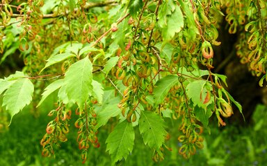 bright green leaves with orange and brown bracts also dangling in clusters from thin branches