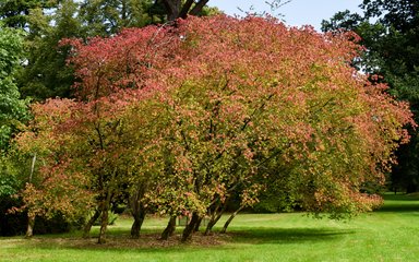 reddish orange autumnal tree surrounded by green trees and grassy foreground
