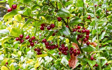 dark red shiny berries on bright green leafy steams