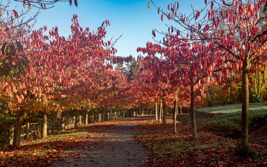 An avenue of cherry trees in autumn