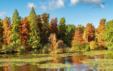 Marshals Lake at Bedgebury National Pinetum and Forest 