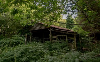 A disused sawmill surrounded by trees and overgrowth in Bedgebury Forest 