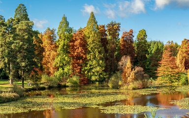 A view across a lake at tall conifers in a pinetum