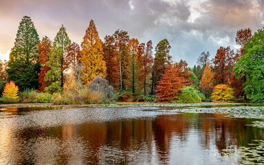 A view across a lake towards deciduous tall conifers lining the waters edge