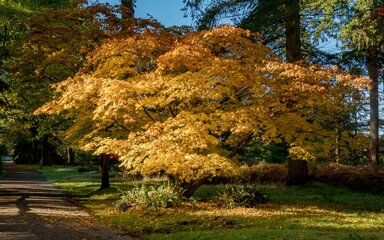 A view along a path lined with trees in autumn