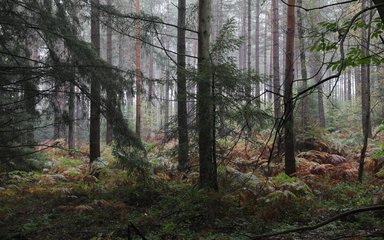 Guided autumnal walk through Alice Holt Forest