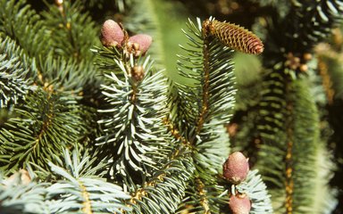 Close-up of Sitka spruce branches showing needles and cones