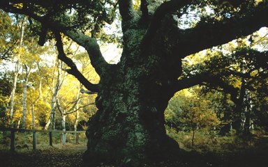 Ancient Oak Tree