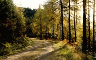 sunlight through conifers along woodland path 