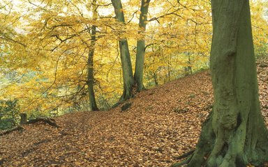 Sneaton Forest trees