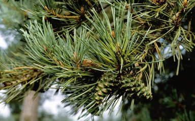 Close-up of needles and cones at the end of a Scots pine branch