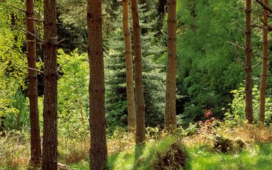 Mixed woodland on a sunny day 