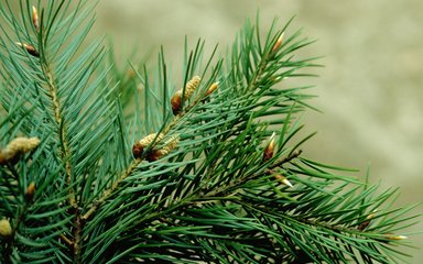 Close-up of needles on a Douglas fir branch