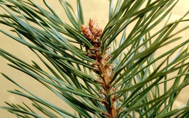 Close-up of needles on a Scots pine showing cone buds at the end of the branch.