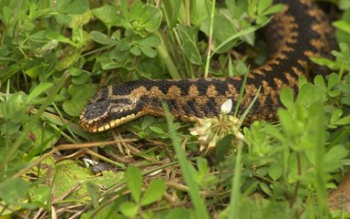 Adder adult