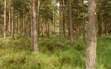 lines of conifer trees