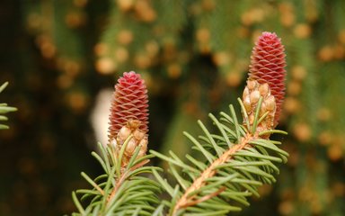 Close up of conifer cones